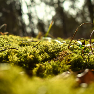 Micro Moss