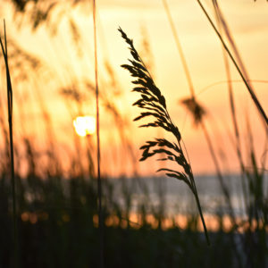 Sea Oats at Sunrise
