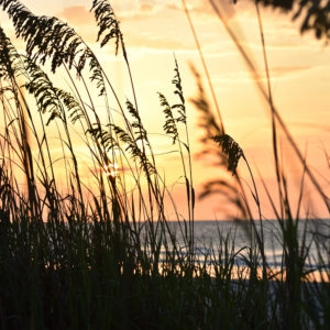 Sea Oats at Sunrise 2