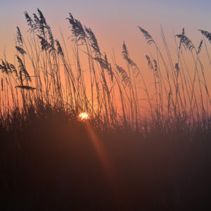 Surfside Sunrise thru Sea Oats