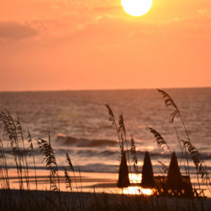 Surfside Sunrise thru Sea Oats 3